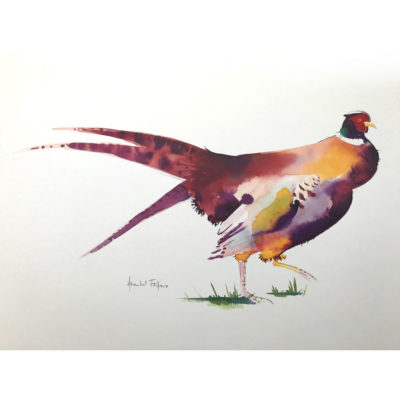 Pheasant (Purple Tail)